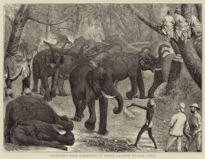 Fangen von wilden Elefanten in Südost-Mysore, Indien von Alfred Chantrey Corbould